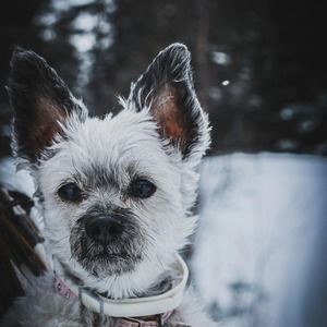 Meet your Posher, Alexandra